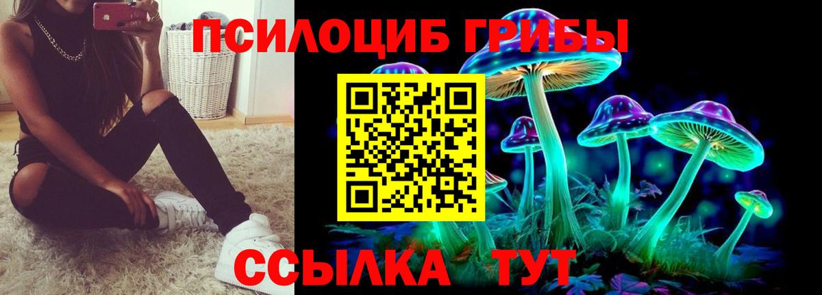 Железногорск  Псилоцибиновые грибы Cubensis  Вход с VPN 